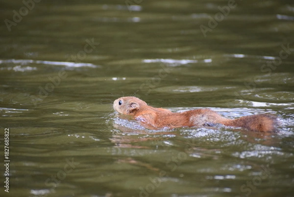 Obraz squirrel swiming  river