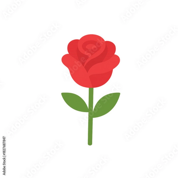 Obraz red rose on white background