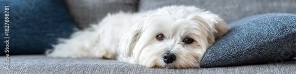 Fototapeta A fluffy Maltese puppy rests its head on a decorative pillow on a modern sofa, enjoying a moment of quiet relaxation in the cozy living room setting.