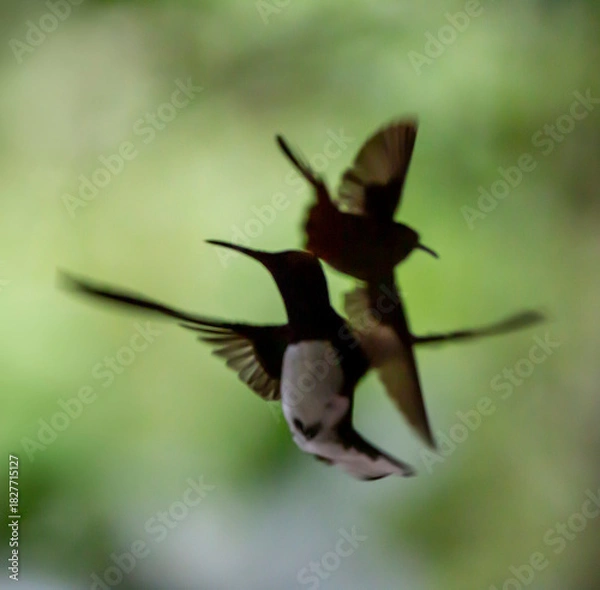 Fototapeta hummingbirds in flight