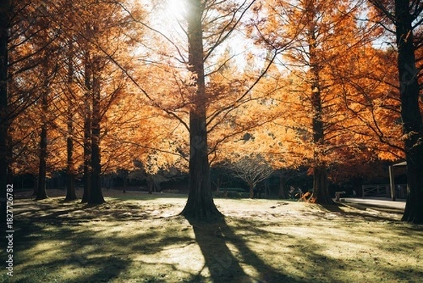 Fototapeta メタセコイア