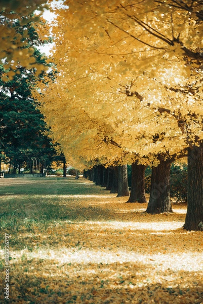 Fototapeta 銀杏並木