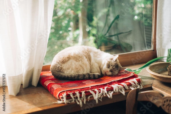 Fototapeta おひるね猫
