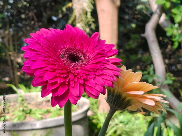 Obraz Bright purple red flowers in the garden, also known as Gerbera daisy, are popular flowers that are planted as garden decorations or in vases.