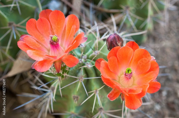 Fototapeta Wildflowers