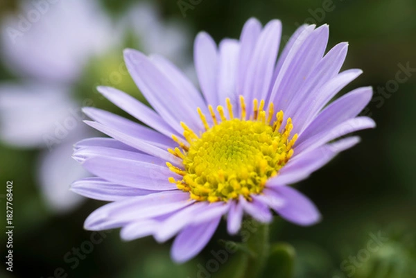 Fototapeta sea aster
