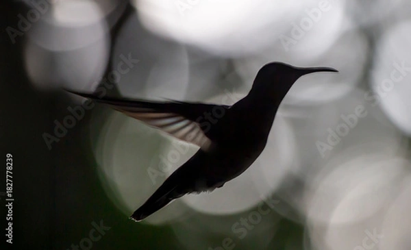 Obraz hummingbird in flight