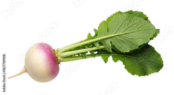 Fototapeta Isolated Turnip with Green Leaves Close-Up, a Nutritious and Healthy Root Vegetable