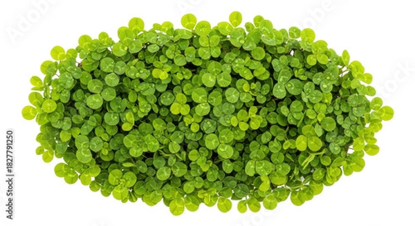 Fototapeta Isolated mound of three-leaf clover plants, a symbol of luck and Irish tradition, greenery