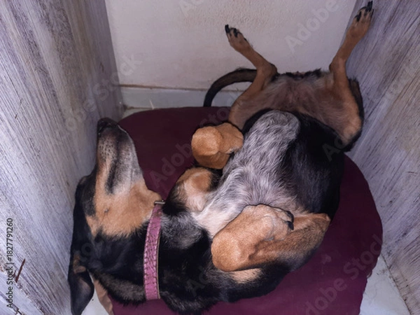 Obraz Cute dog lying on its back