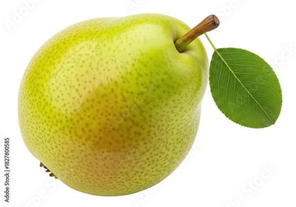 Fototapeta Isolated yellow-green pear with stem and single leaf against neutral backdrop with natural light
