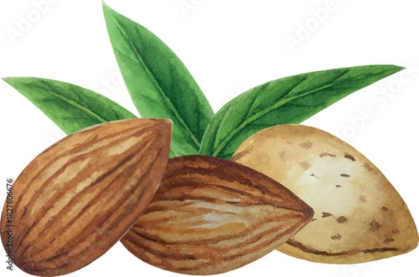 Obraz Vector almond composition. White background. For your design