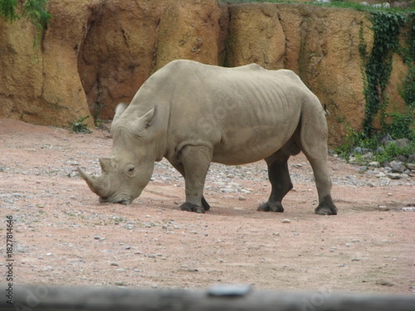 Fototapeta Rinoceronte