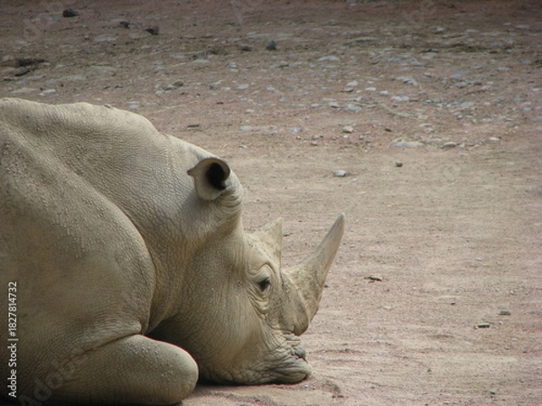 Fototapeta Rinoceronte