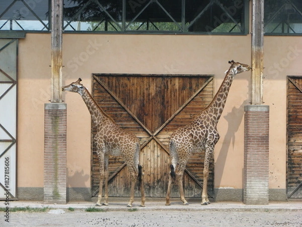 Fototapeta Giraffa