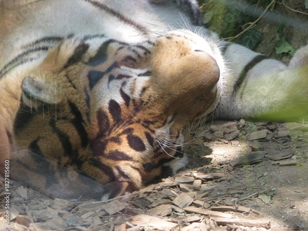 Fototapeta Tigre
