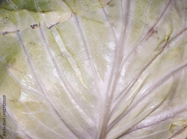 Fototapeta Close Up Macro Texture Of Fresh Green And White Cabbage Leaf Veins 