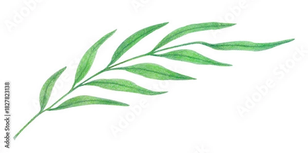 Fototapeta Watercolor tropical leaves on branch isolated on white. Botanical illustration of exotic jungle leaf in simple sketch style for posters, eco design projects, summer textile prints, packaging or cards.