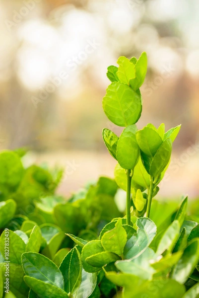 Obraz 가을 들판 아직 초록색으로 자라고 있는 풀잎 