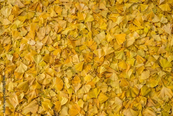 Obraz 가을 공원 길에 떨어져 있는 노란색 은행나무잎들 