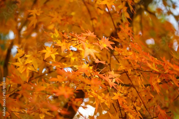 Obraz 가을 공원 붉게 물든 단풍나무 풍경 
