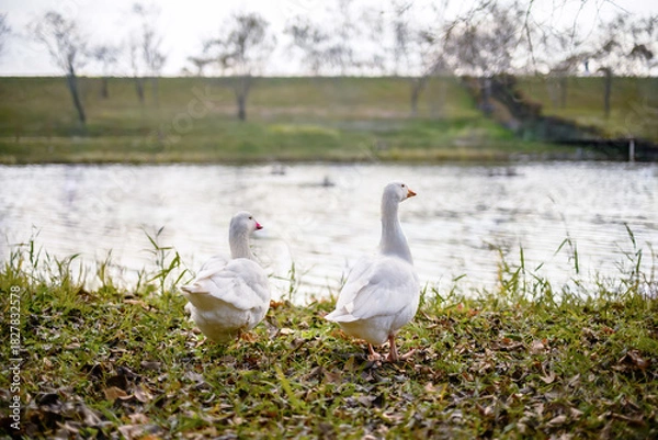Obraz 호수를 바라보고 있는 흰색의 거위 한쌍 