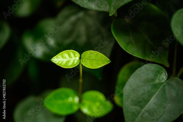 Obraz 들판에 자라고 있는 녹색 나뭇잎 