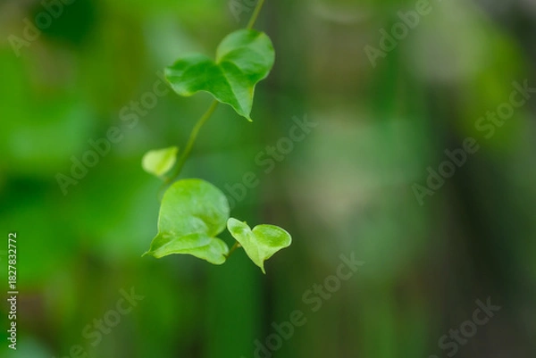 Obraz 들판에 자라고 있는 하트 모양의 나뭇잎 