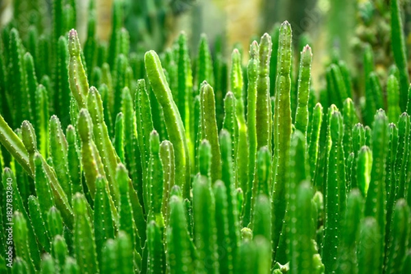 Obraz 길고 가느다란 녹색의 선인장들의 풍경 