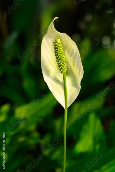 Obraz 가을 들판의 풀잎과 꽃 클로즈업 사진 