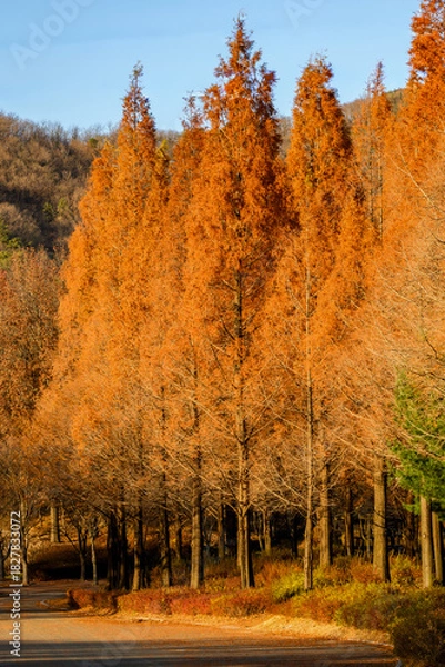 Obraz 갈색으로 물든 가을의 공원 풍경 