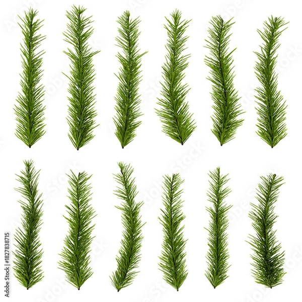 Obraz Christmas Pine Branches Set – Isolated Evergreen Decoration Pack