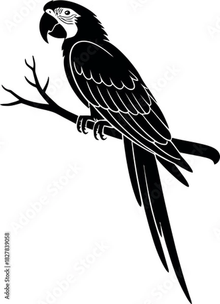 Obraz Black parrot perched on branch bird