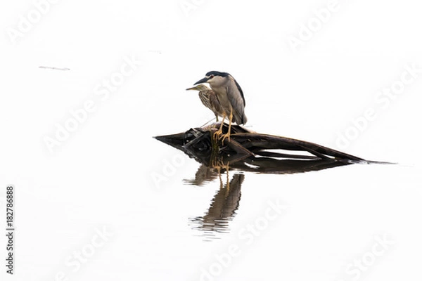 Fototapeta Water gulls bird from Backwater in Kerala