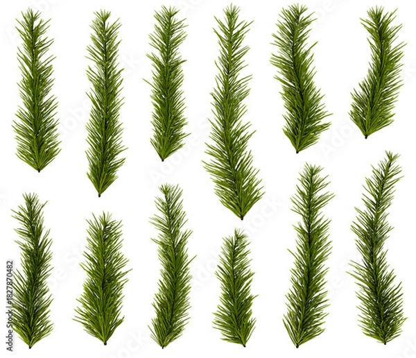 Obraz Christmas Pine Branches Set – Transparent Isolated Evergreen Decoration Pack