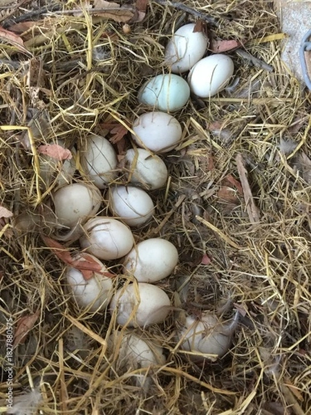 Fototapeta Organic Duck Eggs Resting in Hay