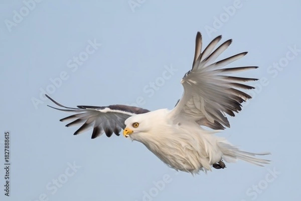 Obraz Bald Eagle in Flight Against Blue Sky