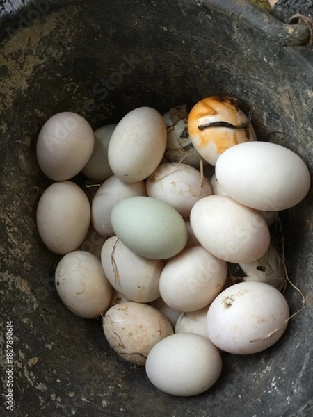 Fototapeta Natural Duck Eggs in Black Plastic Container