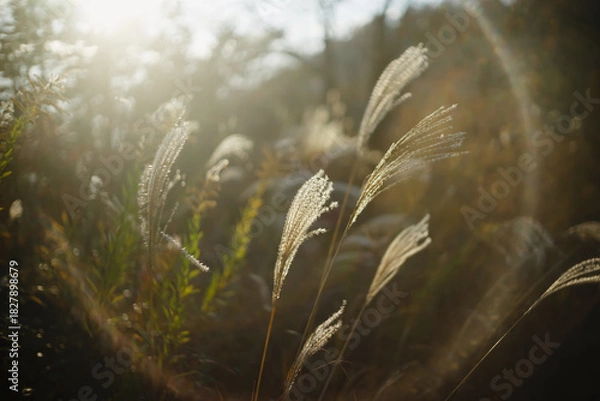 Fototapeta 夕陽に輝くススキと幻想的な光のフレア、柔らかなボケ