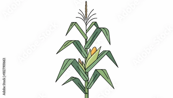 Obraz Illustration of a corn stalk with green leaves and a yellow ear of corn on a white background art