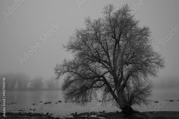 Fototapeta Hoch, düsterer Baum neben einem ruhigen Gewässer an einem nebligen Morgen