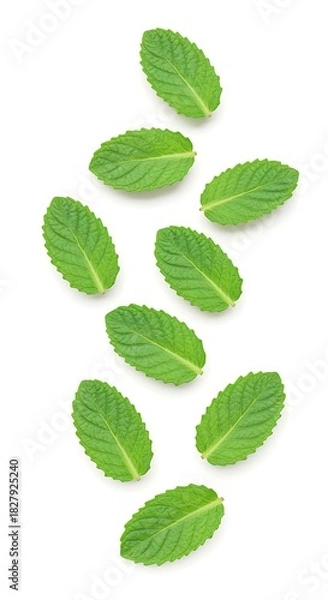 Obraz Fresh green mint leaves isolated on white background aromatherapy concept