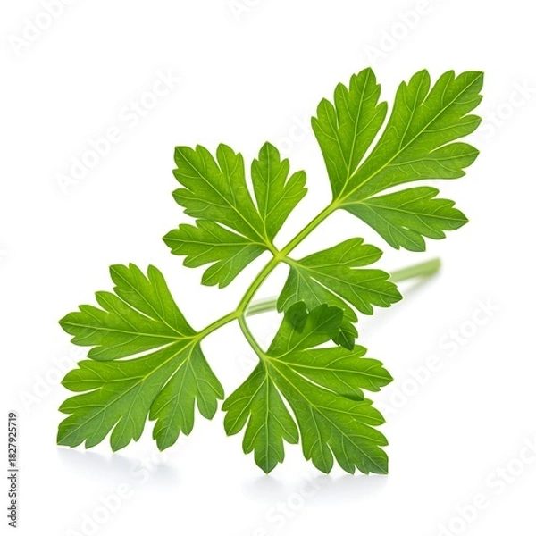 Fototapeta Fresh parsley sprig on white background for culinary and healthy concept