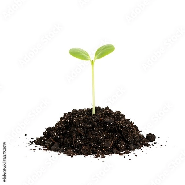 Fototapeta New life emerges from the earth a tiny seedling growing strong