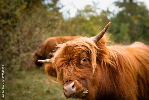 Obraz lustige Highlandkuh