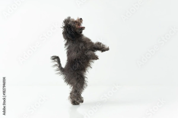 Obraz トイプードル