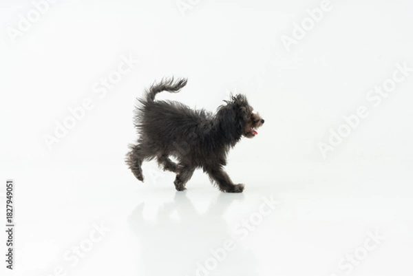 Obraz トイプードル