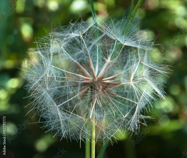 Obraz Dandelion