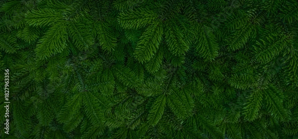 Obraz Green fir tree branches background