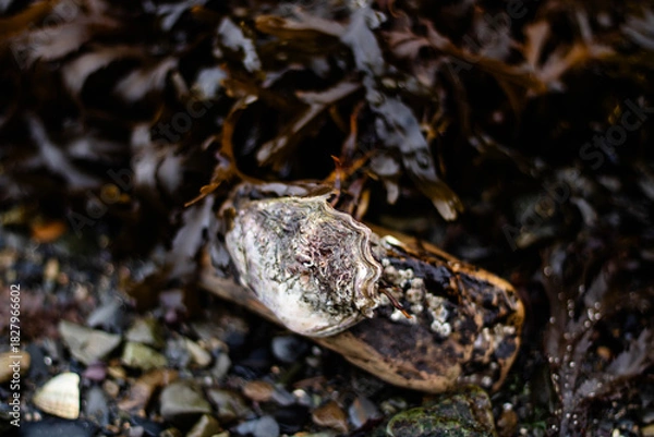 Fototapeta A live oyster on a wild beach against a backdrop of seaweed